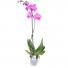 Горшечное растение «Орхидея Фаленопсис»